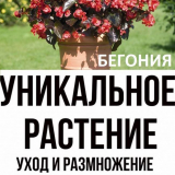Как да се грижим за бегонии: коренови, грудкови, хибридни цветя